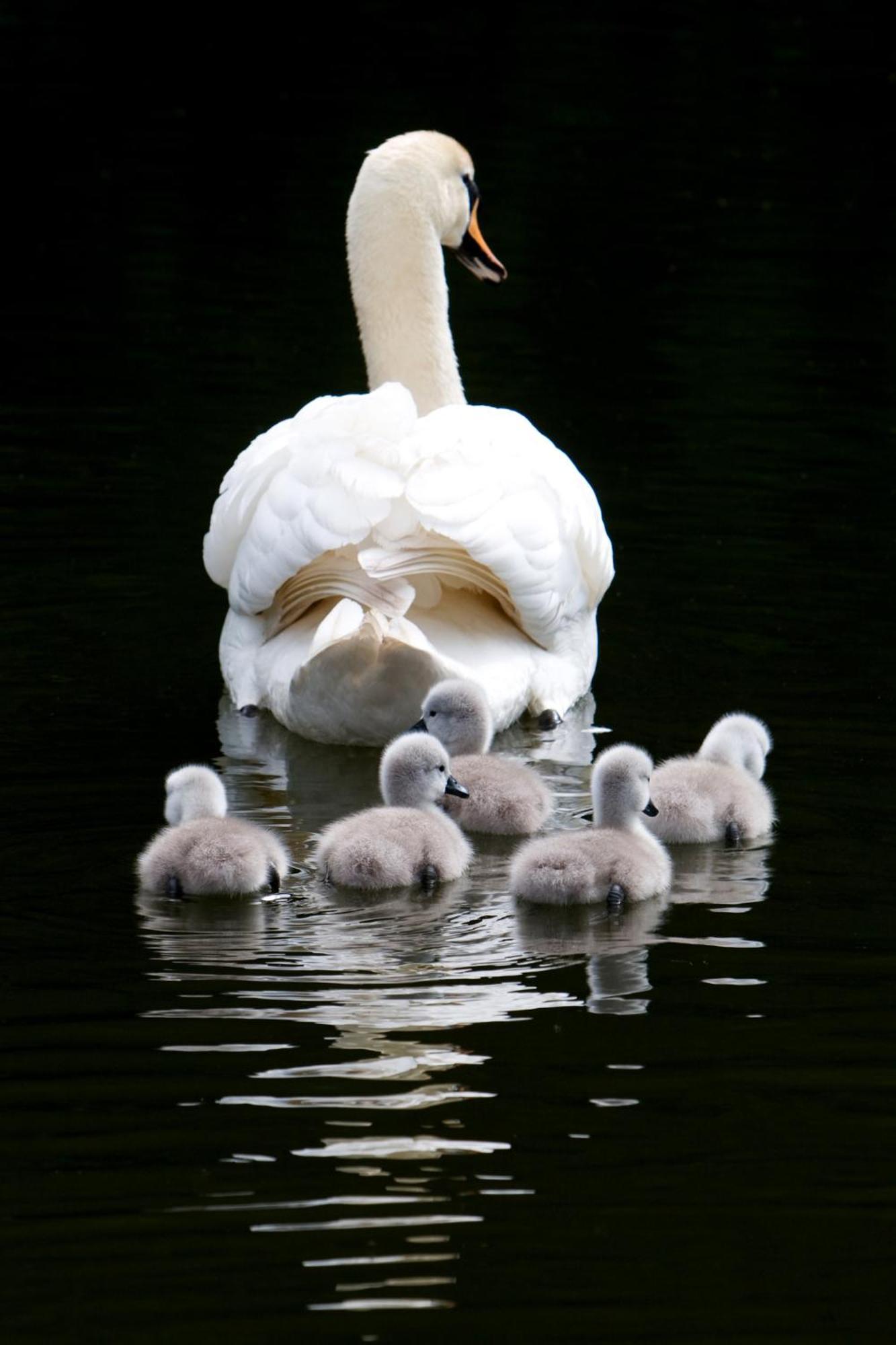 The Lake Country House Hotel & Spa Llangammarch Wells ภายนอก รูปภาพ